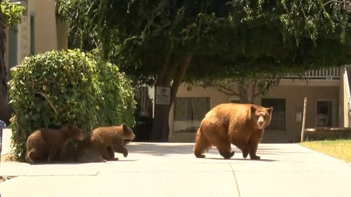 Video captured a mama bear and her two cubs enjoying a summer day of activities in Sierra Madre on August 8, 2023. (RMG)