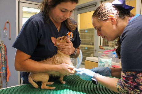 One of 14 dogs recovered from an unattended vehicle in Tustin is seen in a photo provided by OC Animal Care on Aug. 22, 2023.