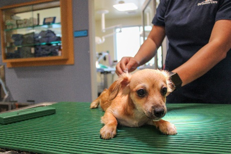 One of 14 dogs recovered from an unattended vehicle in Tustin is seen in a photo provided by OC Animal Care on Aug. 22, 2023.