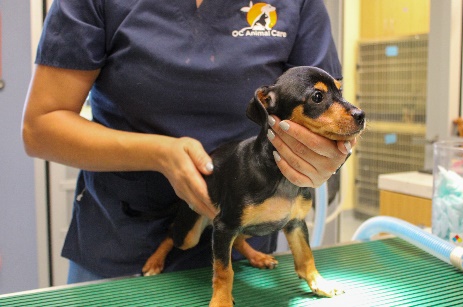 One of 14 dogs recovered from an unattended vehicle in Tustin is seen in a photo provided by OC Animal Care on Aug. 22, 2023.