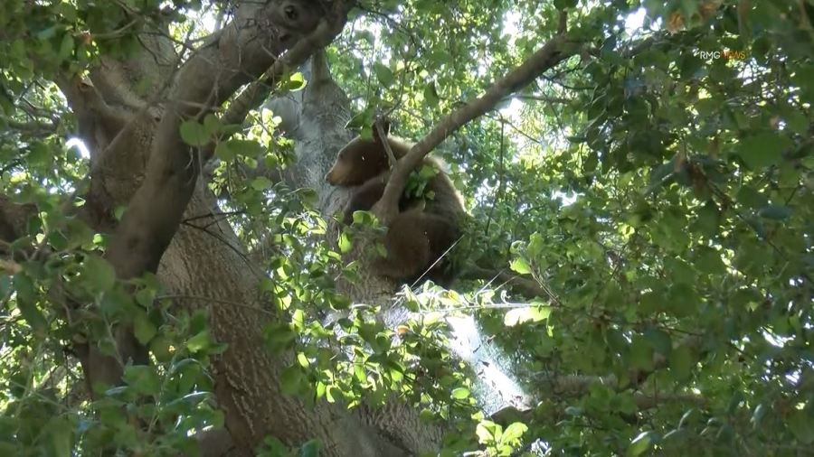 Video captured a mama bear and her two cubs enjoying a summer day of activities in Sierra Madre on August 8, 2023. (RMG)