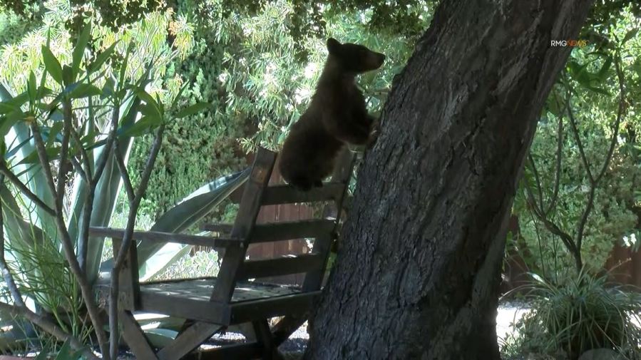 Video captured a mama bear and her two cubs enjoying a summer day of activities in Sierra Madre on Aug. 8, 2023. (RMG)