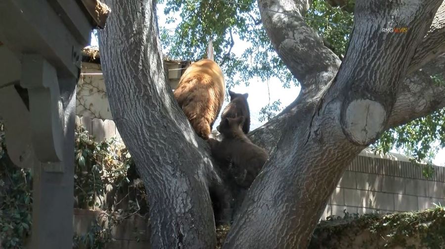 Video captured a mama bear and her two cubs enjoying a summer day of activities in Sierra Madre on August 8, 2023. (RMG)