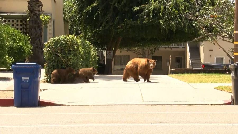 Video captured a mama bear and her two cubs enjoying a summer day of activities in Sierra Madre on August 8, 2023. (RMG)