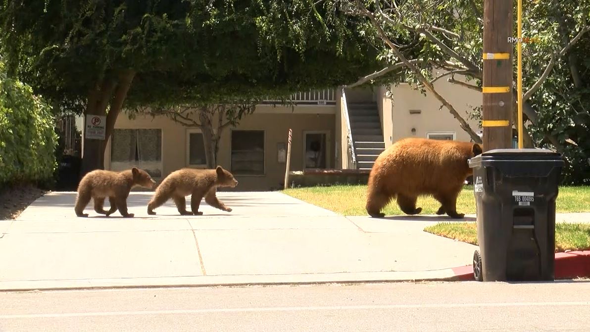 Video captured a mama bear and her two cubs enjoying a summer day of activities in Sierra Madre on August 8, 2023. (RMG)