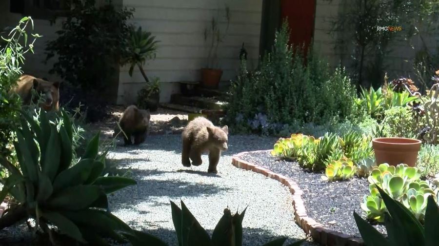 Video captured a mama bear and her two cubs enjoying a summer day of activities in Sierra Madre on Aug. 8, 2023. (RMG)