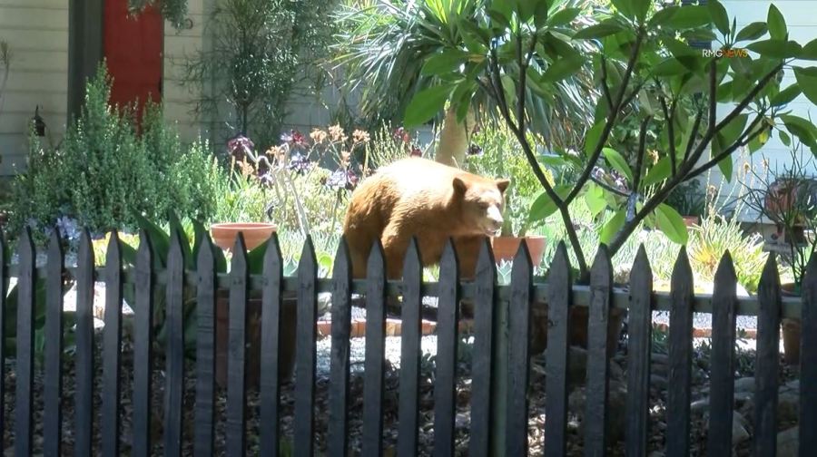 Video captured a mama bear and her two cubs enjoying a summer day of activities in Sierra Madre on Aug. 8, 2023. (RMG)