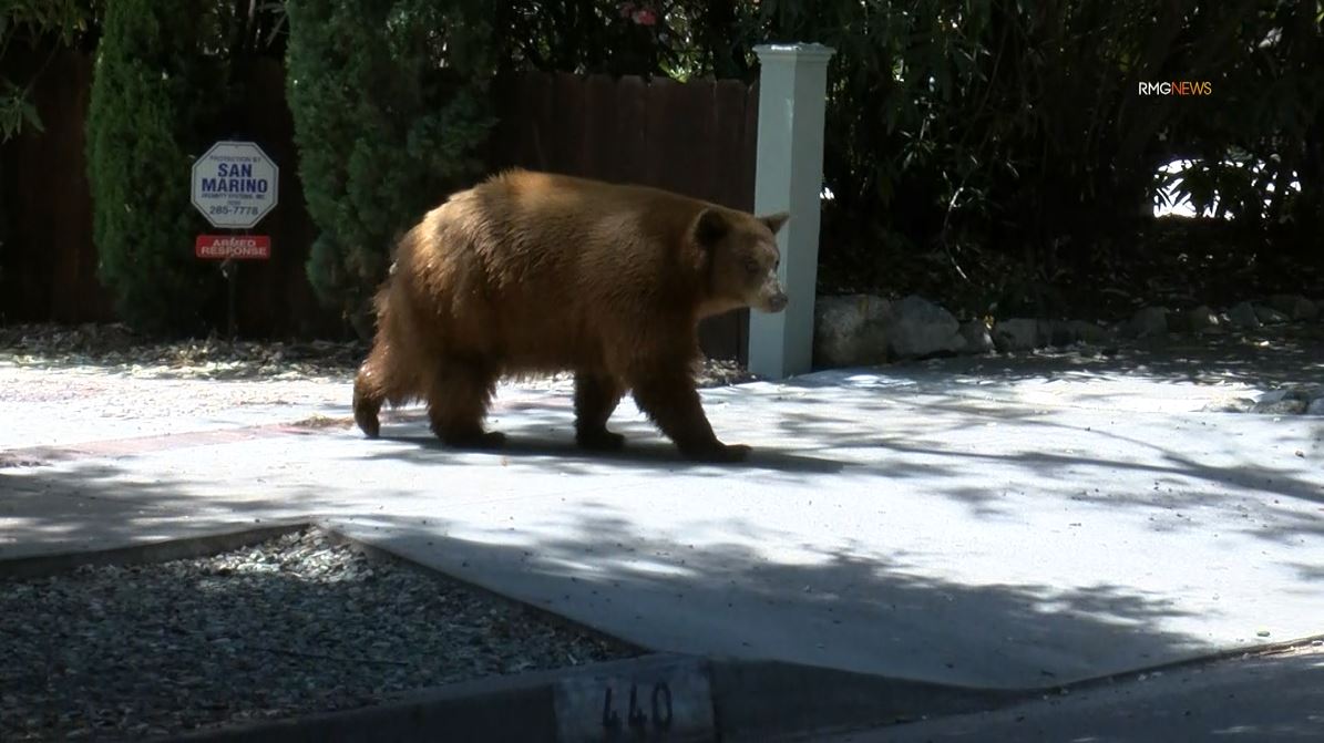 Video captured a mama bear and her two cubs enjoying a summer day of activities in Sierra Madre on August 8, 2023. (RMG)