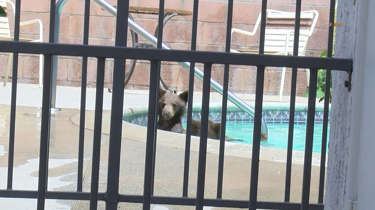 Video captured a mama bear and her two cubs enjoying a summer day of activities in Sierra Madre on Aug. 8, 2023. (RMG)