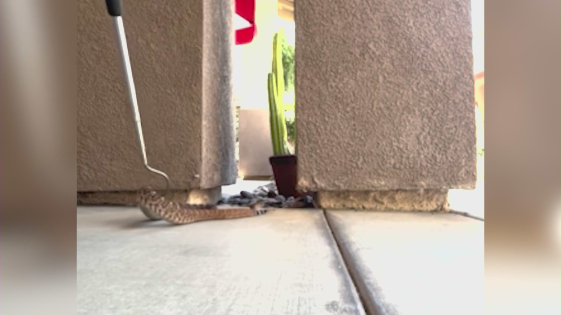 rattlesnake riverside county