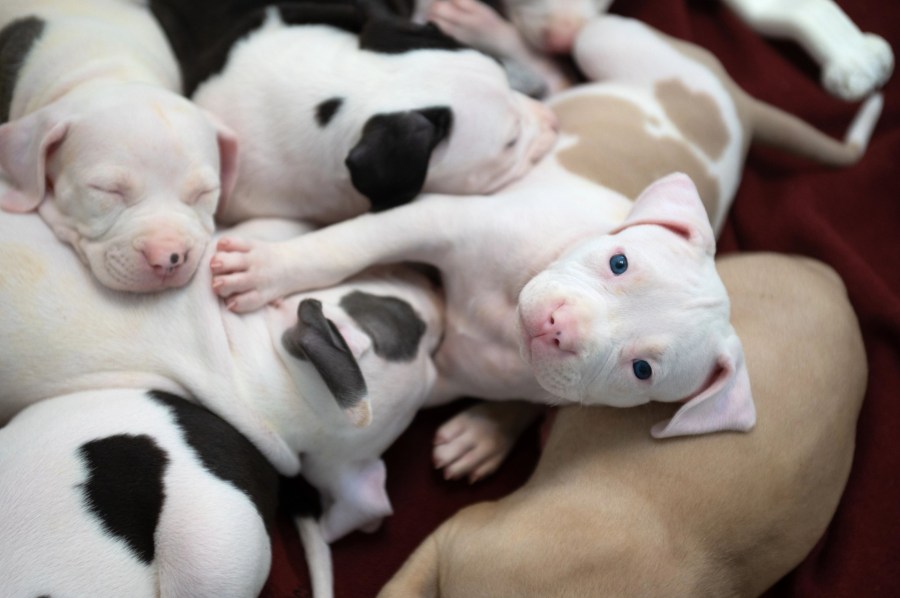 A litter of puppies named after Taylor Swift songs were adopted from Los Angeles Best Friends Animal Society.