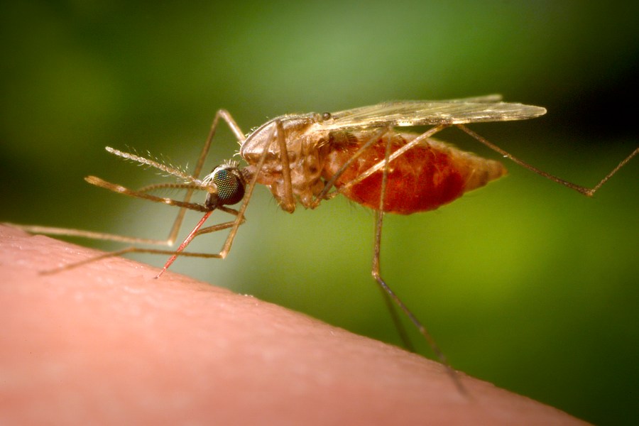 This 2014 photo made available by the U.S. Centers for Disease Control and Prevention shows a feeding female Anopheles funestus mosquito. (James Gathany/CDC