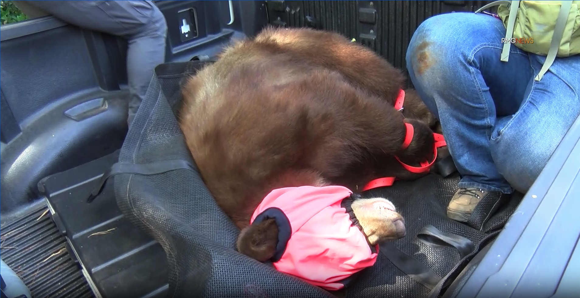 A bear was captured in Sierra Madre on Sept. 19, 2023. (RMG News)