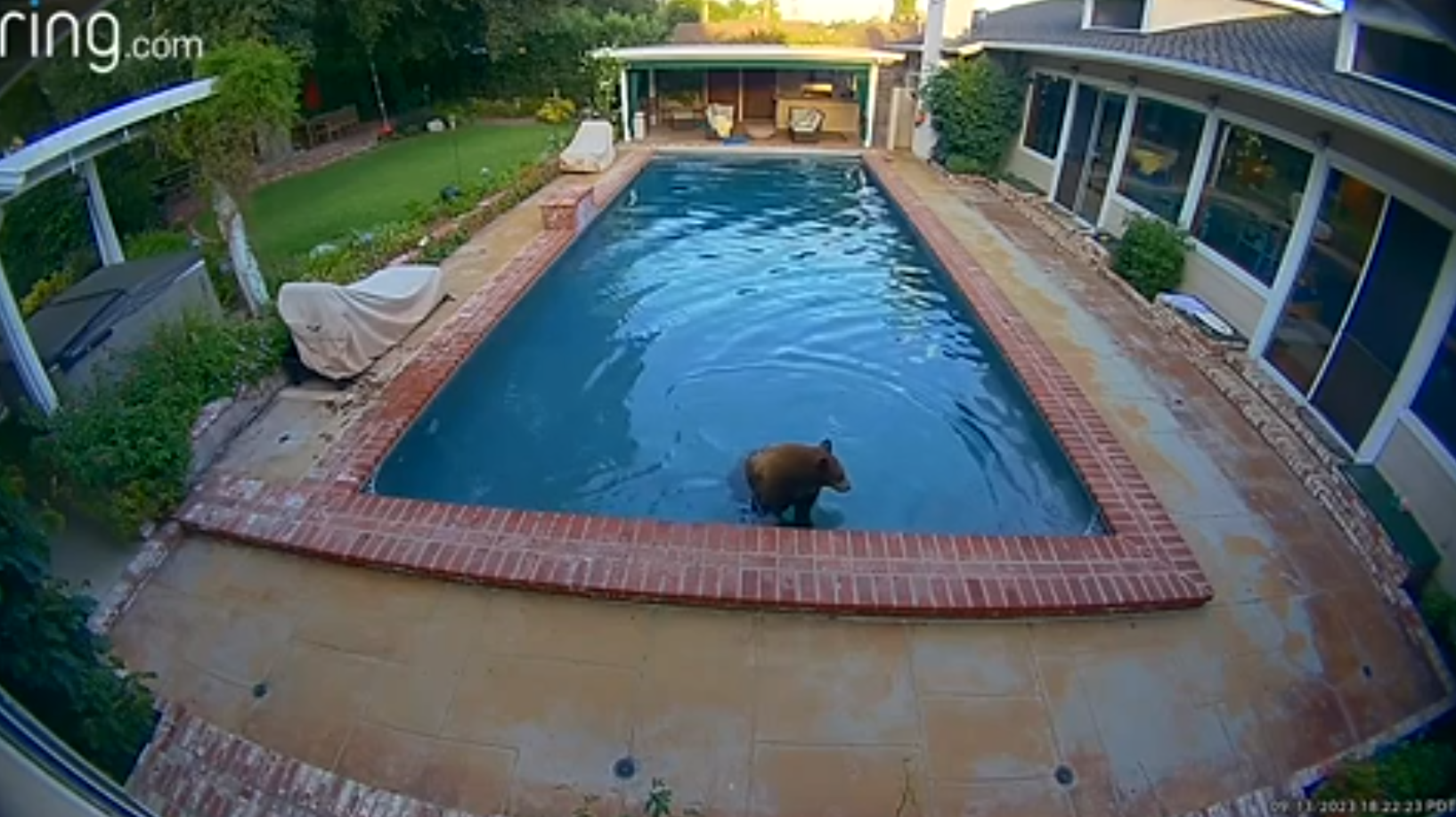 Bear swims in Sierra Madre