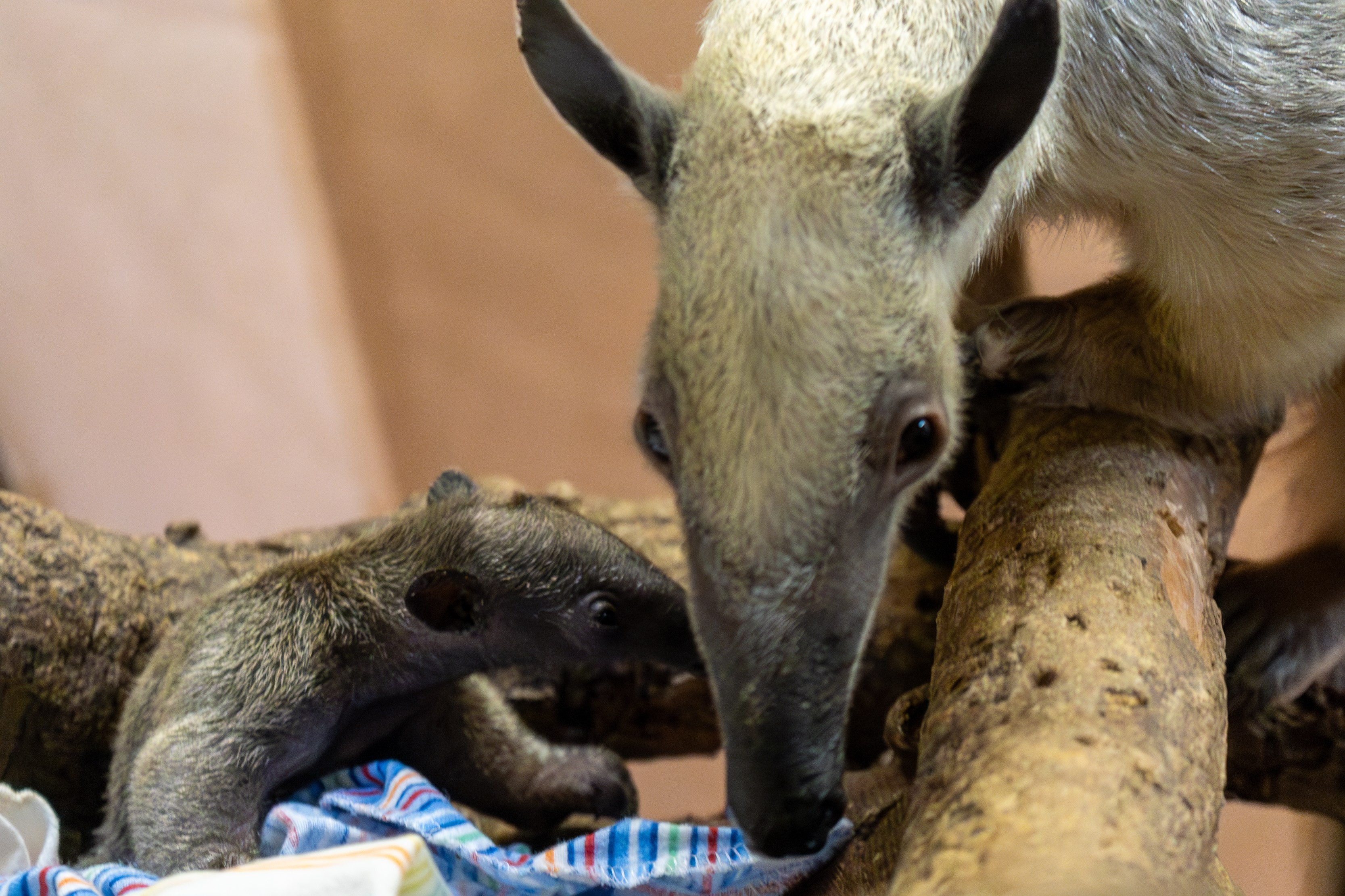 The first southern tamandua pup born at the Los Angeles Zoo is seen in an undated photo with mom. (Los Angeles Zoo)