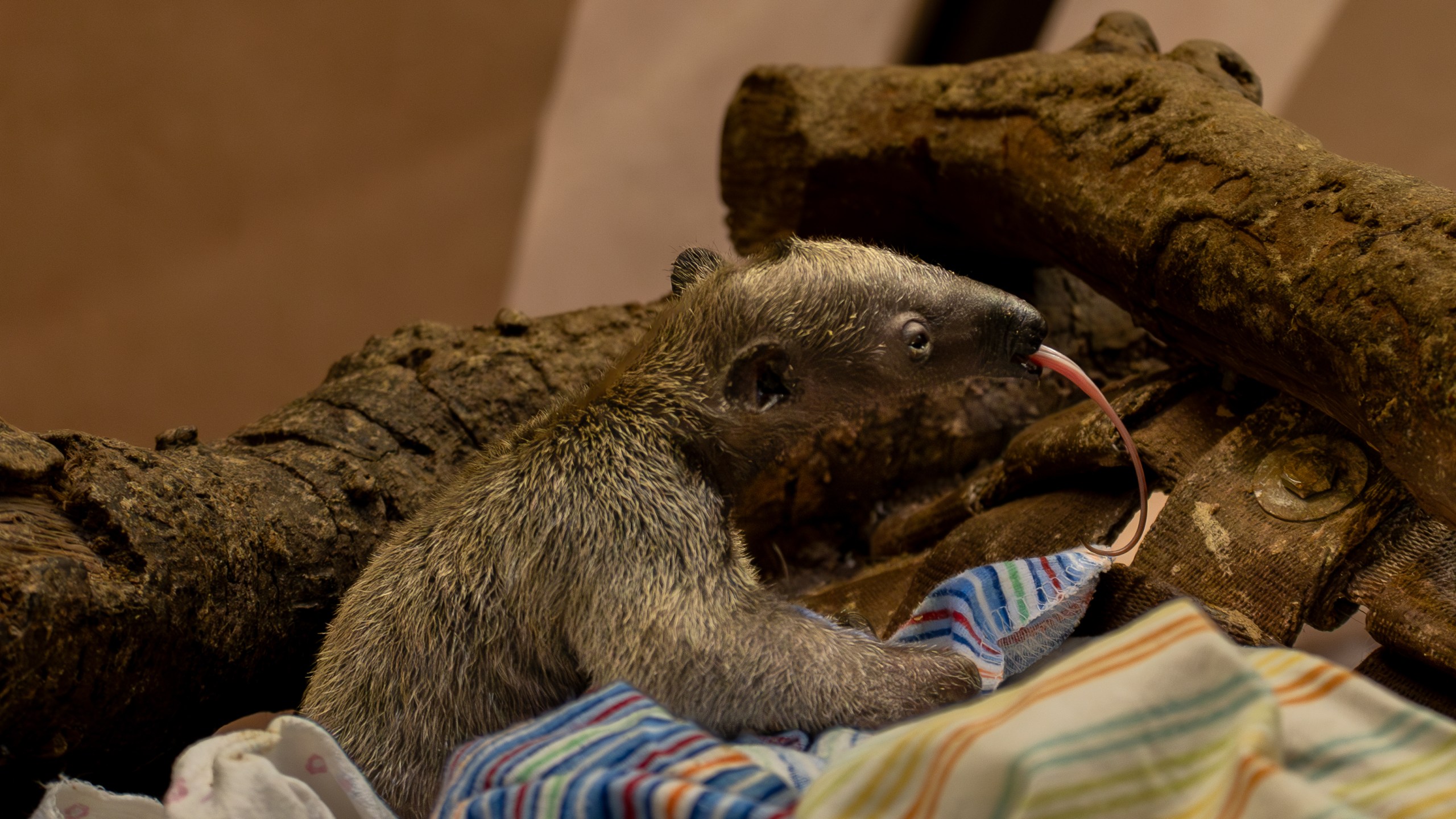 The first southern tamandua pup born at the Los Angeles Zoo is seen in an undated photo. (Los Angeles Zoo)