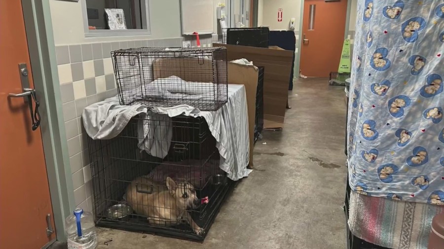 Unsanitary conditions at a Los Angeles animal shelter due to overcrowding