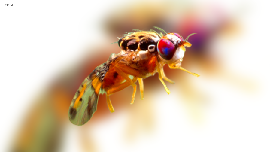 Mediterranean fruit fly