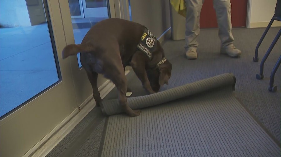 Chewie and Solo are electronic scent detection dogs with the Riverside County Child Exploitation Team that can sniff out anyone a variety of devices and tech that may hold potential evidence that police might need. (KTLA)