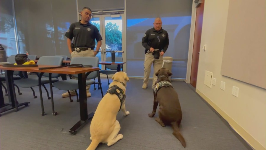 Chewie and Solo are electronic scent detection dogs with the Riverside County Child Exploitation Team that can sniff out anyone a variety of devices and tech that may hold potential evidence that police might need. (KTLA)