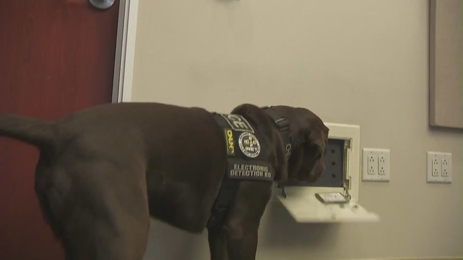 Chewie and Solo are electronic scent detection dogs with the Riverside County Child Exploitation Team that can sniff out anyone a variety of devices and tech that may hold potential evidence that police might need. (KTLA)