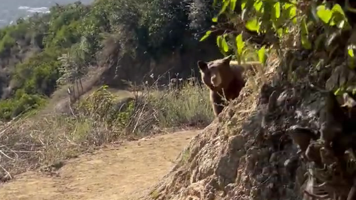 A hiker in Sierra Madre had a close encounter with a female black bear and her two cubs on Nov. 8, 2023. (@_lauragold via Storyful)