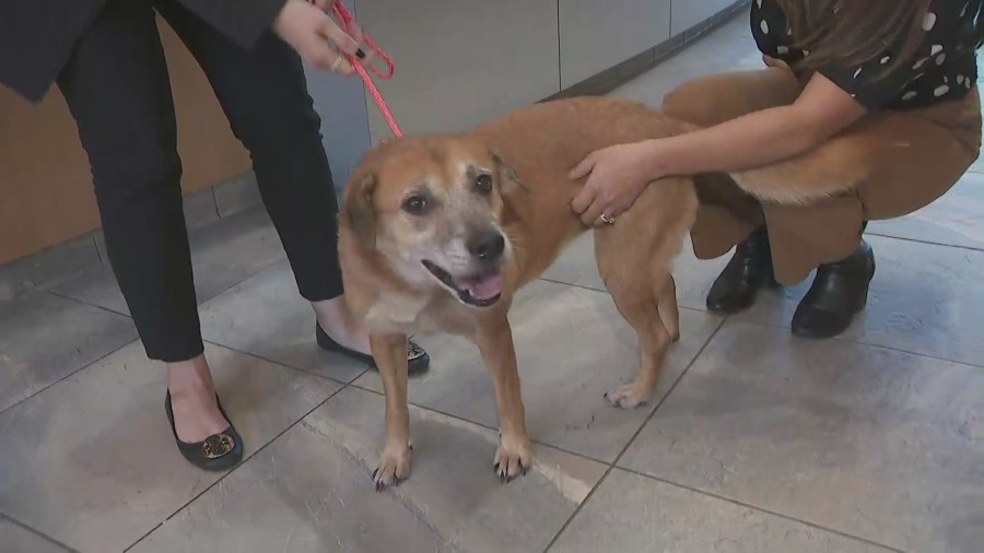 Dogs needing emergency foster homes amid the local state of emergency caused by the destructive hangar fire in Tustin. (KTLA)