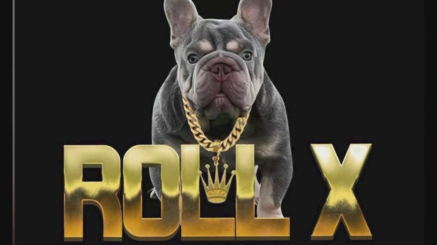 One of the stolen dogs, named, Roll X was taken during a Gardena pet shop heist on Nov. 21, 2023. (Top Dog Pet Store)