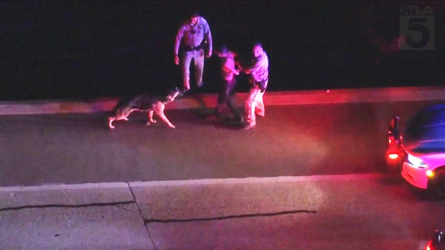 The suspect of a pursuit surrenders to CHP officers as his dog follows him in Ventura County on Nov. 10, 2023. (KTLA)