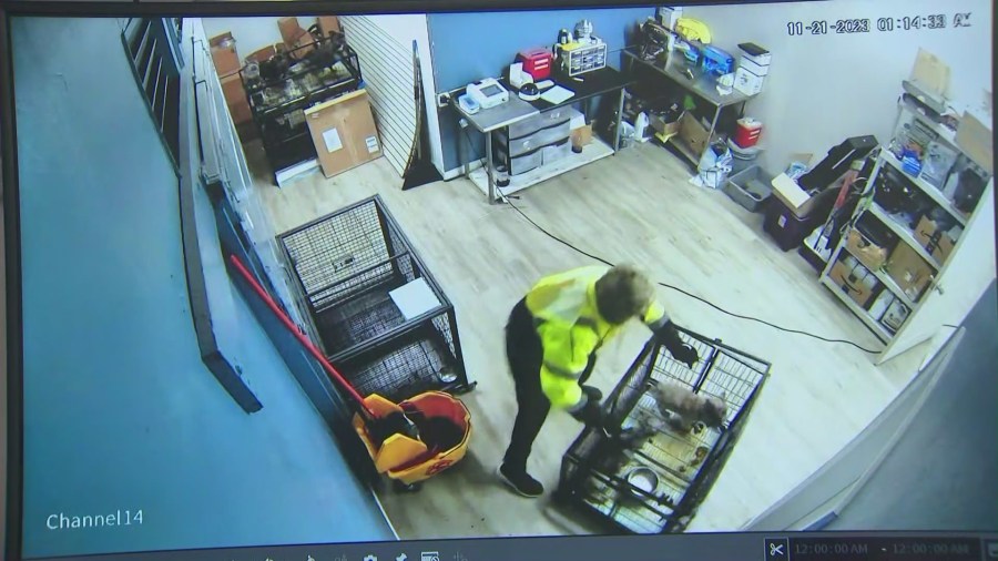 Security video captured a $100,000 dog heist after thieves ransacked a pet shop in Gardena on Nov. 21, 2023. (Top Dog Pet Store)