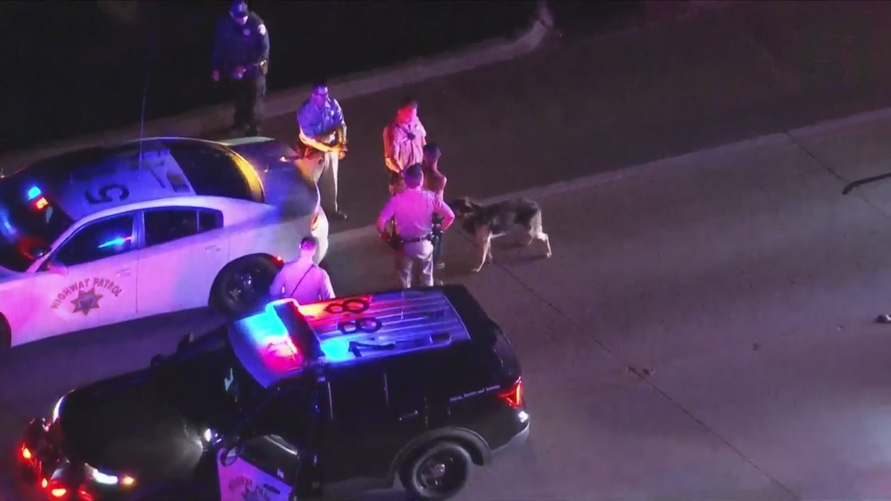 The suspect of a pursuit surrenders to CHP officers as his dog follows him in Ventura County on Nov. 10, 2023. (KTLA)