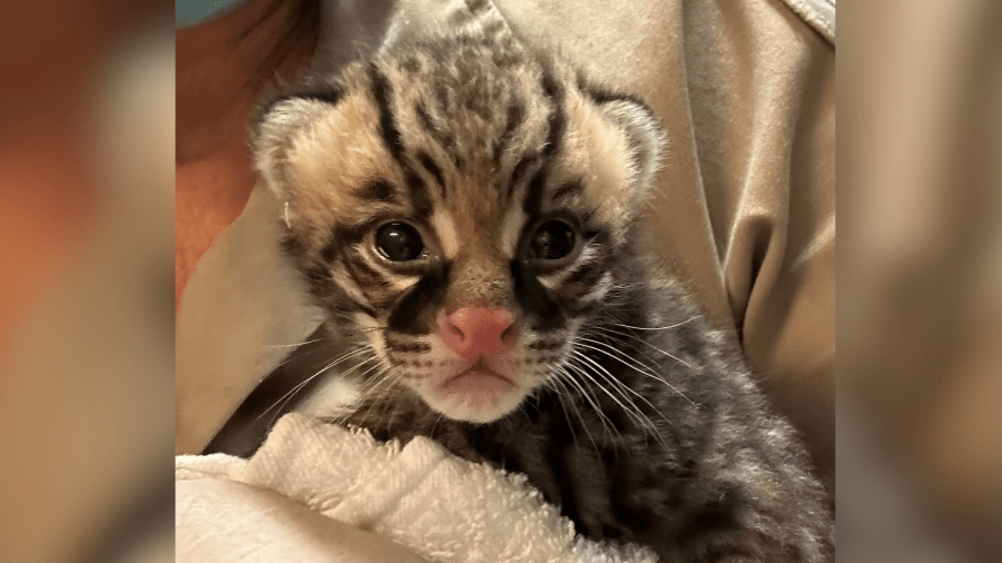 An ocelot kitten is seen in an image provided by the Los Angeles Zoo.