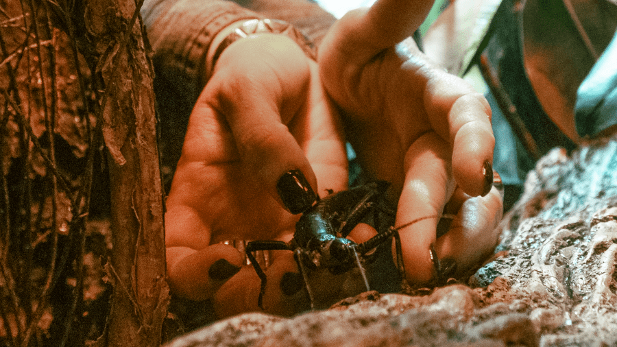 Lord Howe Island stick insects in their new habitat at Wildlife Explorer’s Basecamp.