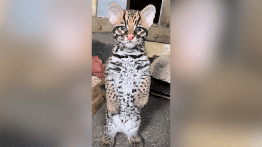 An ocelot kitten is seen in an image provided by the Los Angeles Zoo.