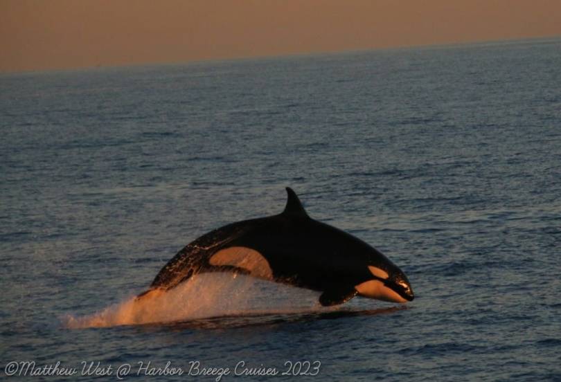 orcas