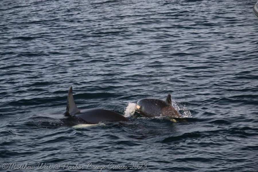 orcas