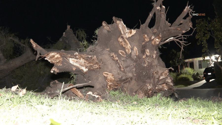 A large tree toppled amid strong winds in a Sherman Oaks neighborhood on Jan. 4, 2024.