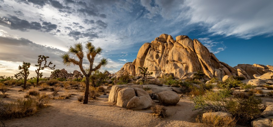 Joshua Tree National Park in Southern California. (Getty Images)