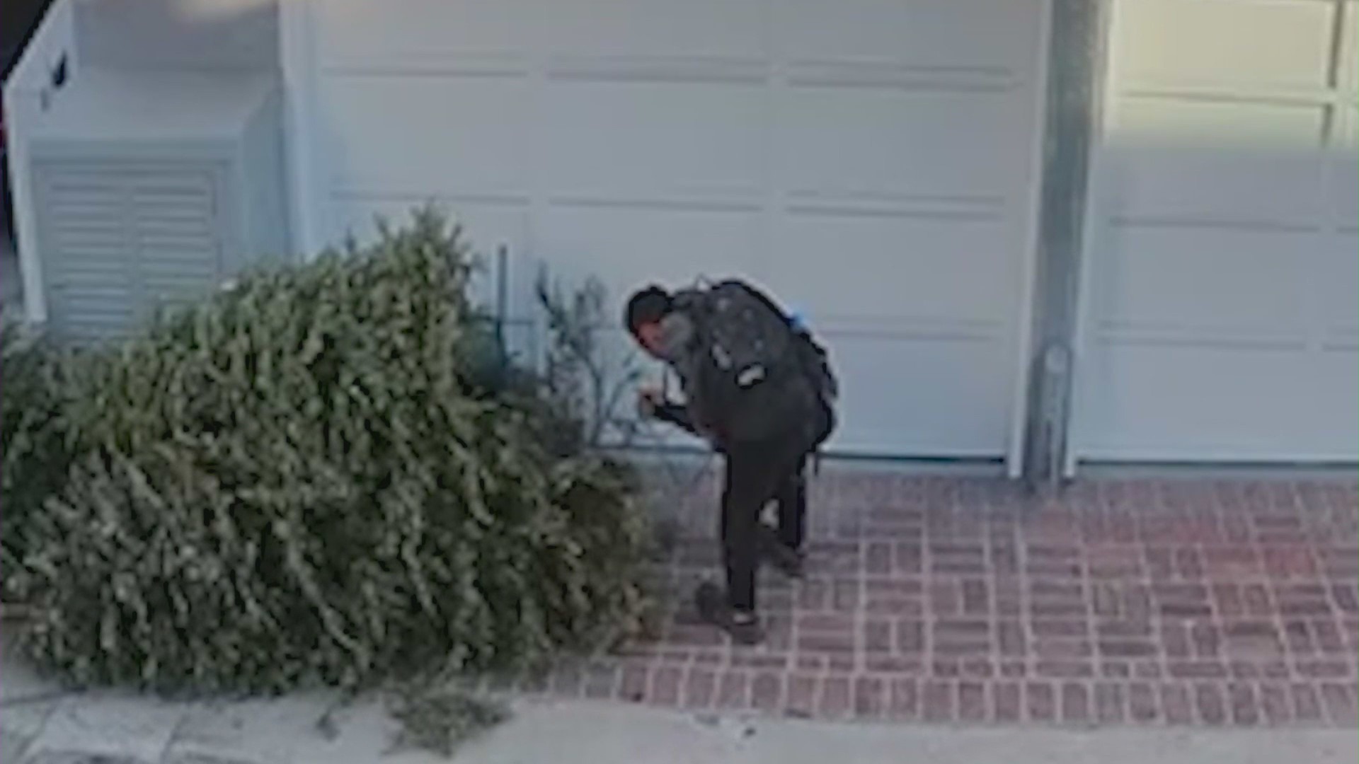 Arsonist seen setting a Christmas tree on fire in a Long Beach neighborhood on Jan. 12, 2024. (KTLA)