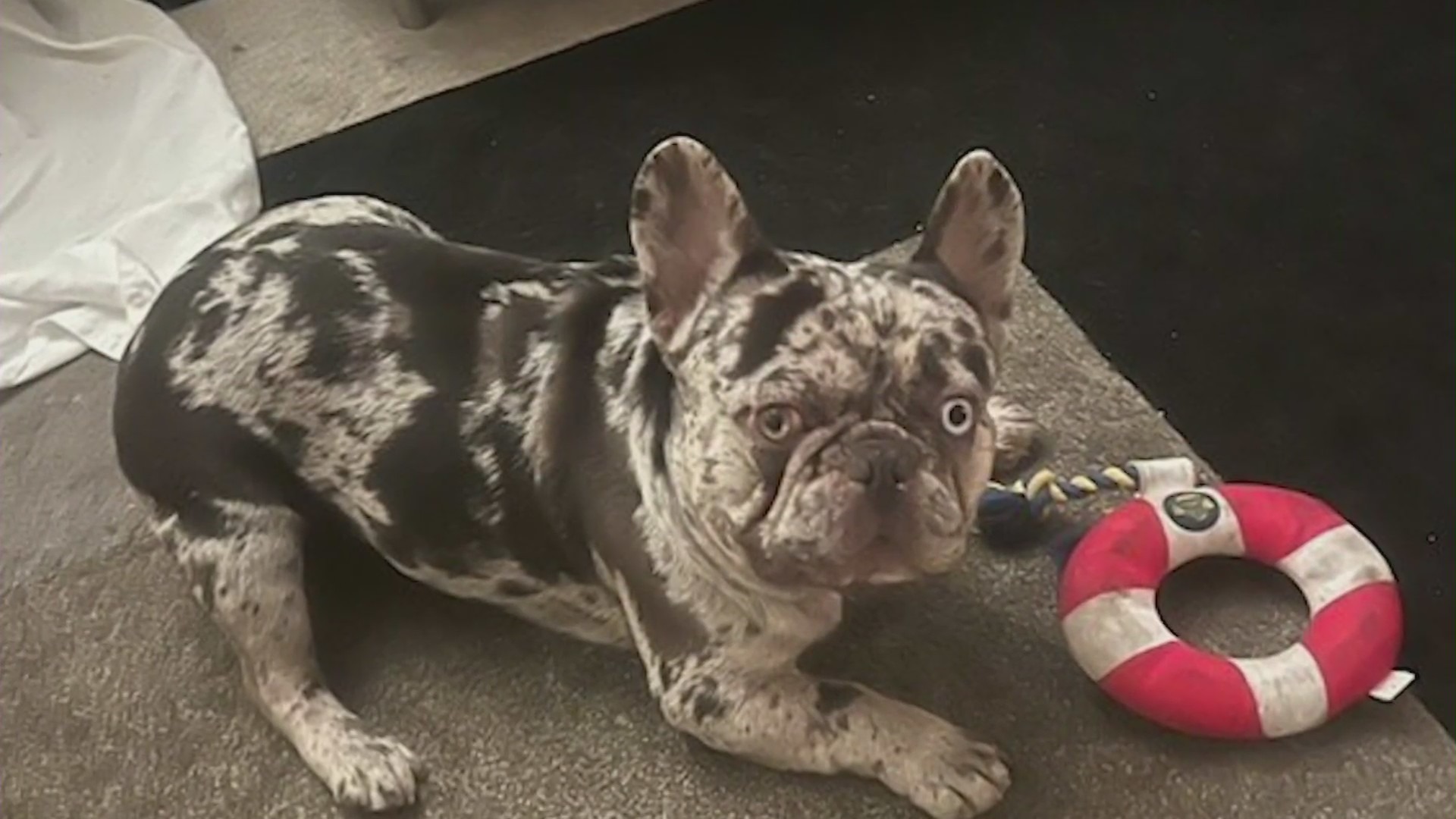 Onyx, a black merle French bulldog, was stolen by thieves in downtown L.A. on Jan. 18, 2024. (Ali Zacharias)