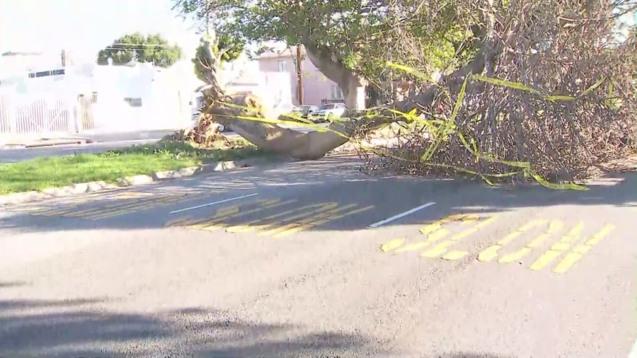 Strong winds knock down tree, cause hundreds of power outages in Mid-City