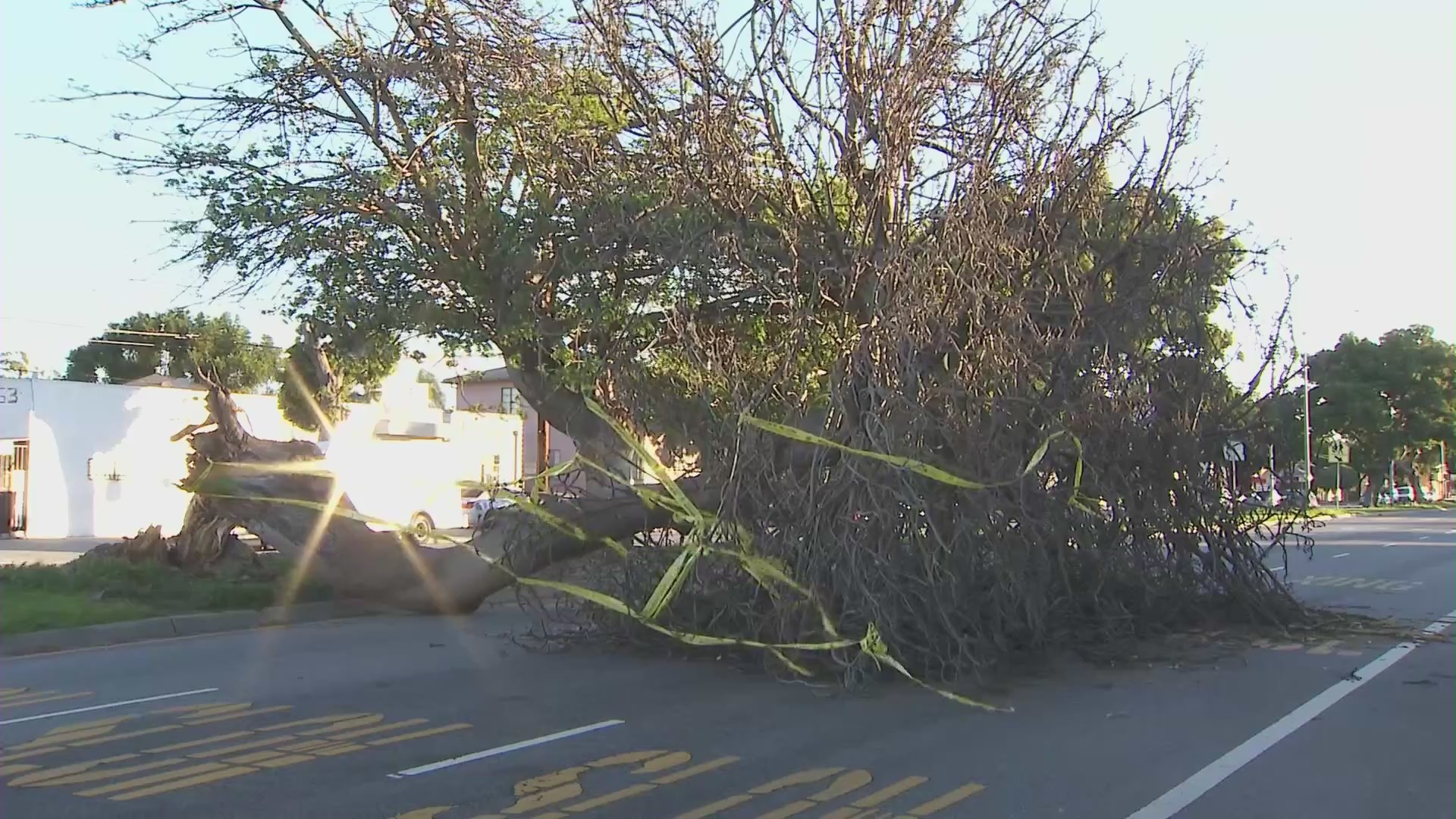 Strong winds knock down tree, cause hundreds of power outages in Mid-City