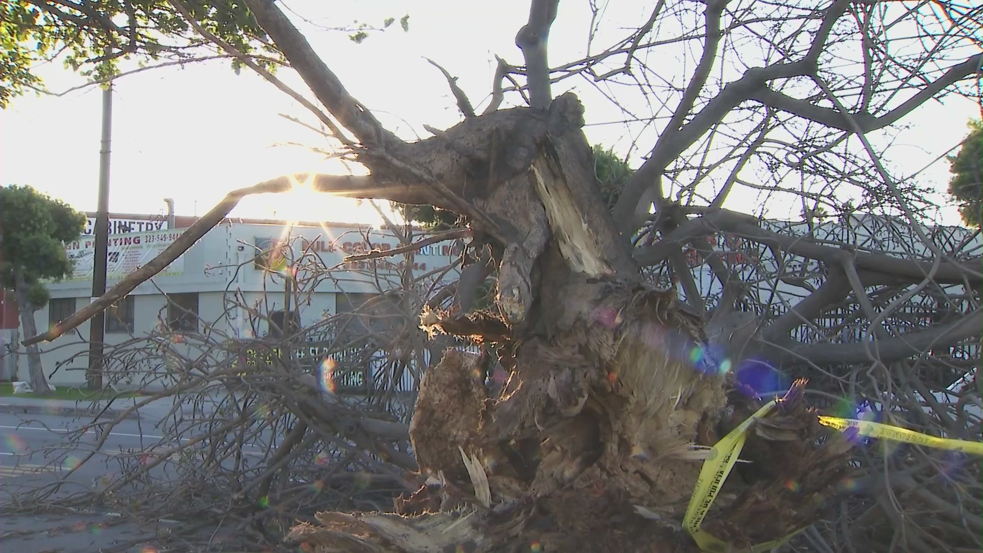 Strong winds knock down tree, cause hundreds of power outages in Mid-City