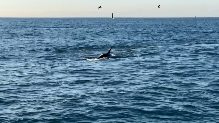 Orcas attack gray whale