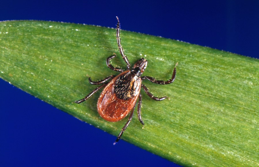 FILE - This undated file photo provided by the U.S. Centers for Disease Control and Prevention (CDC) shows a blacklegged tick, also known as a deer tick, a carrier of Lyme disease. U.S. Lyme disease cases jumped nearly 70% in 2022, according to a report released by the Centers for Disease Control and Prevention on Thursday, Feb. 15, 2024. But health officials say it’s due to a change in reporting requirements, and not an explosion of new infections. (CDC via AP, File)