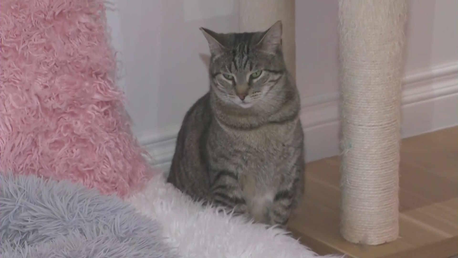 A cat seen at Crumbs & Whiskers in L.A., where you can write your ex's name on a litter box for a $5 donation.