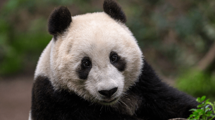 The San Diego Zoo is preparing for the possible return of giant pandas. (Jake Gonzales)