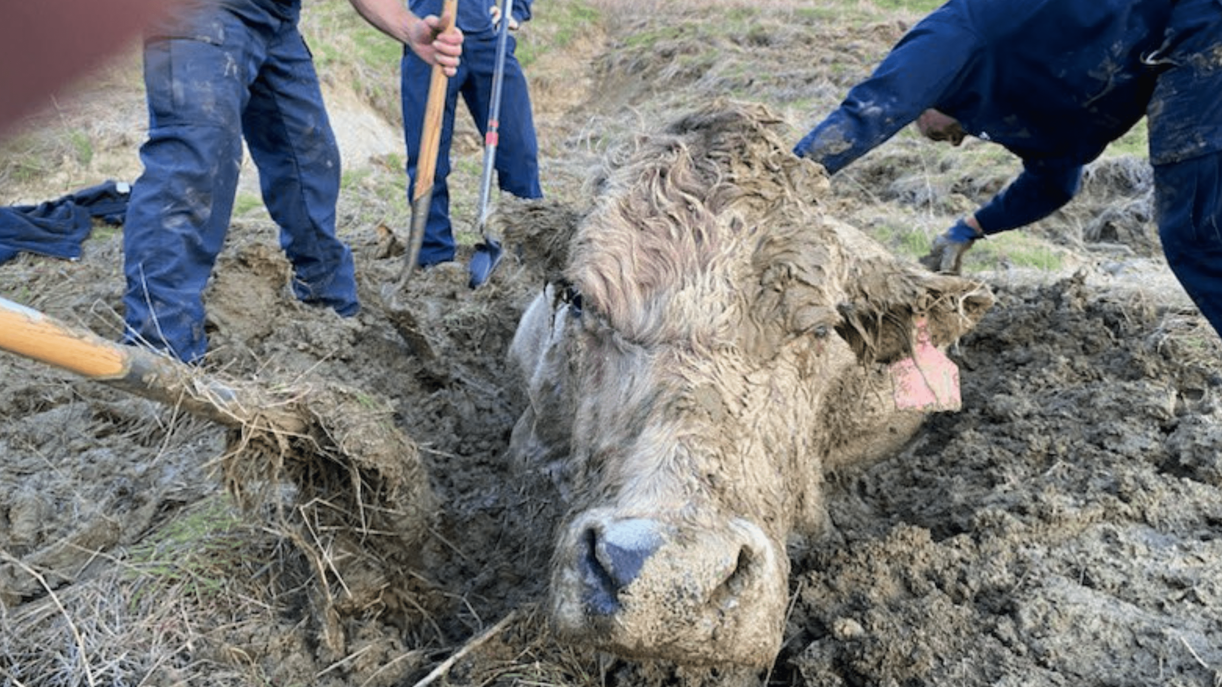 A cow is seen stuck up to its neck in mud in an image shared by Santa Barbara County Fire.