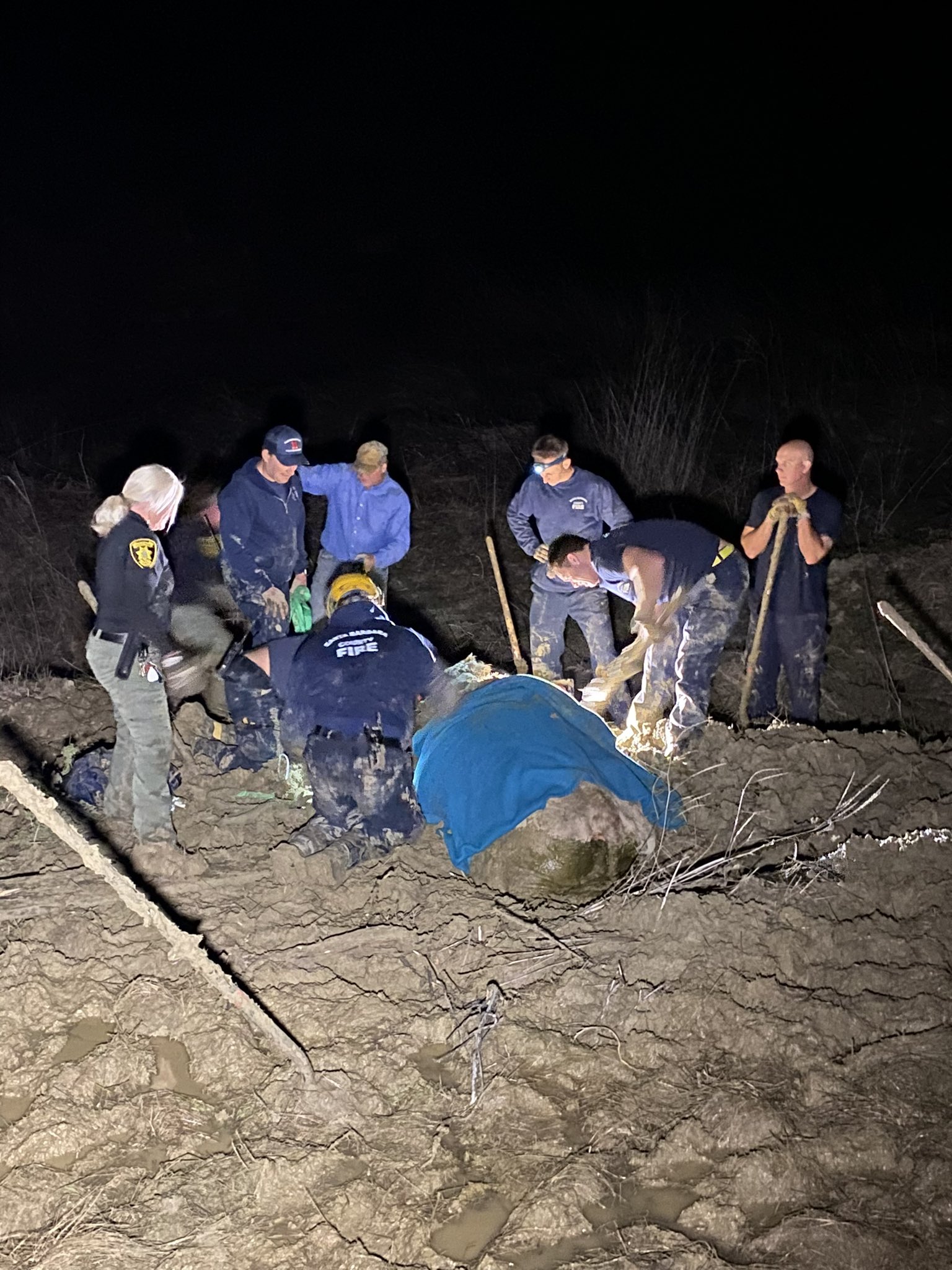 A cow is seen resting under a blanket after being rescued in this image provided by Santa Barbara County Fire.