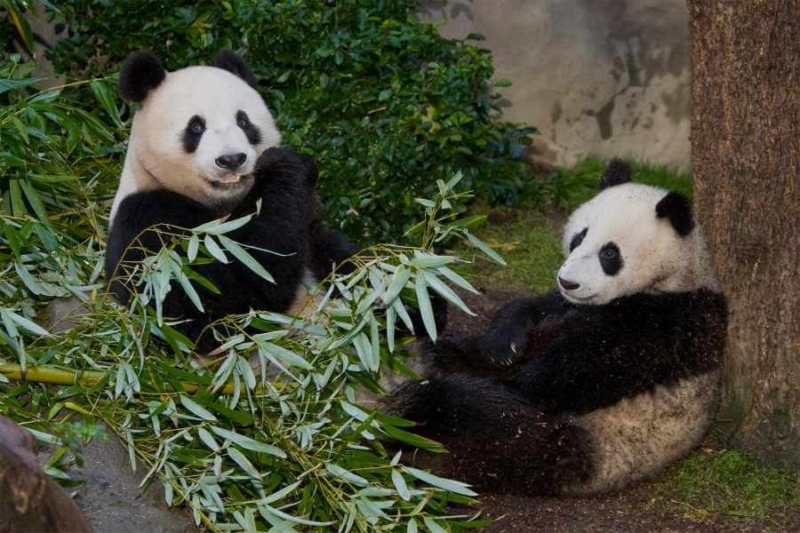 The San Diego Zoo is preparing for the possible return of giant pandas. 